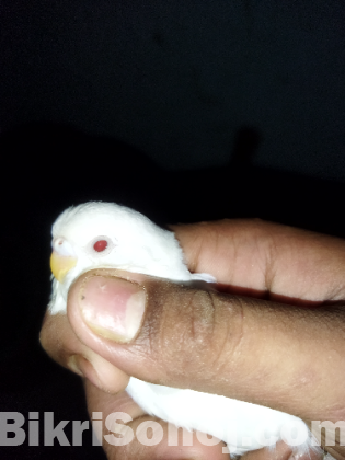 Budgerigar baby for sale